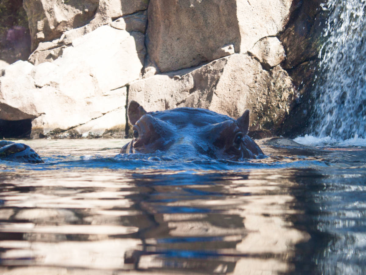 A hippo peeking from the water