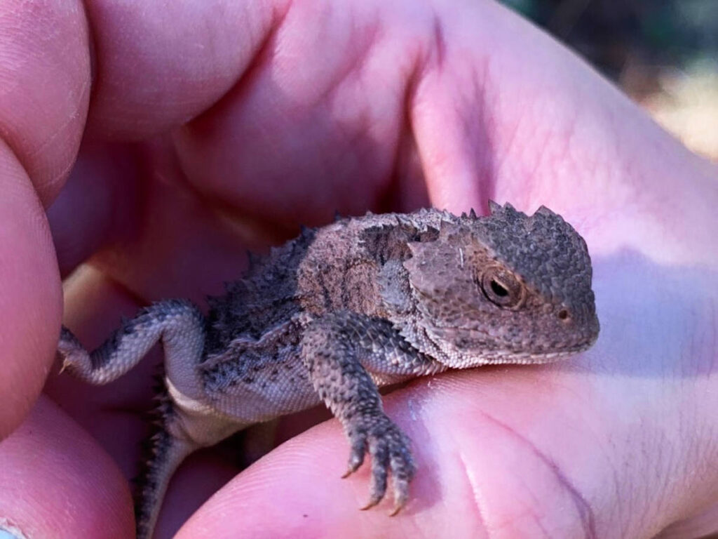 Closeup look of a horned toad
