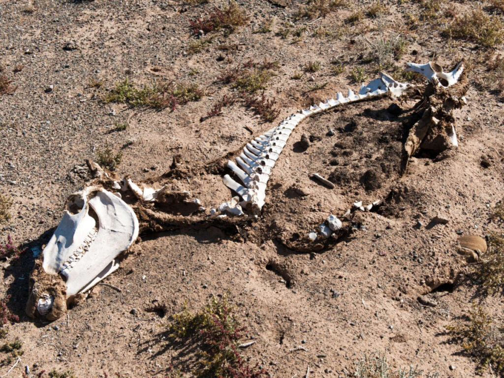 A horse skeleton on the sand