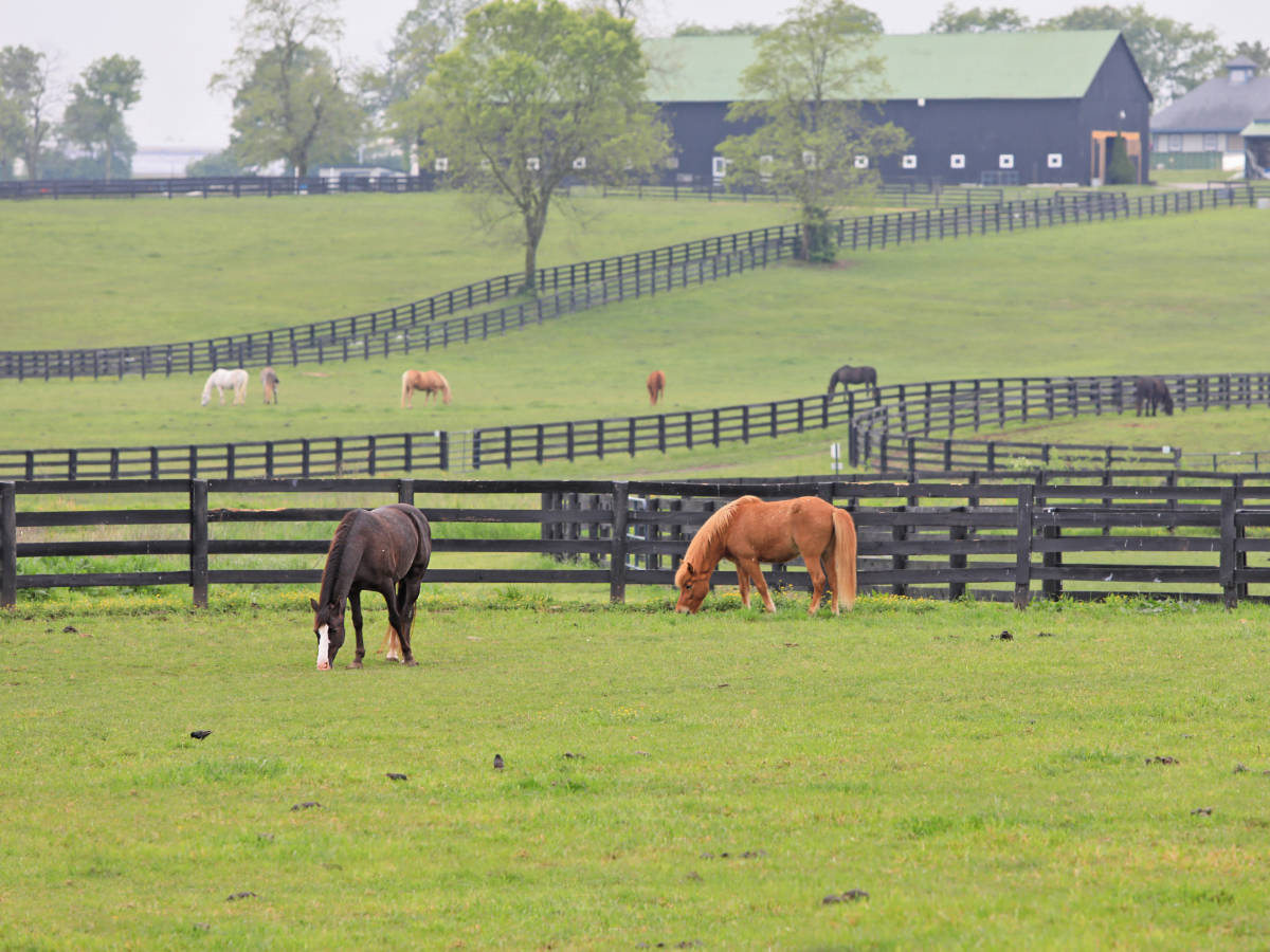 View of horses at the Kentucky Horse Park