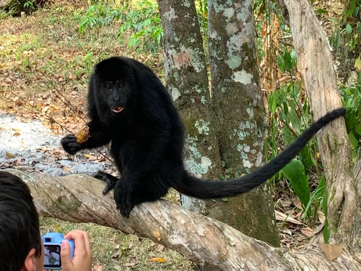 View of a Howler monkey at a Belize sanctuary