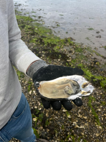 A hand holding a huge fresh oyster