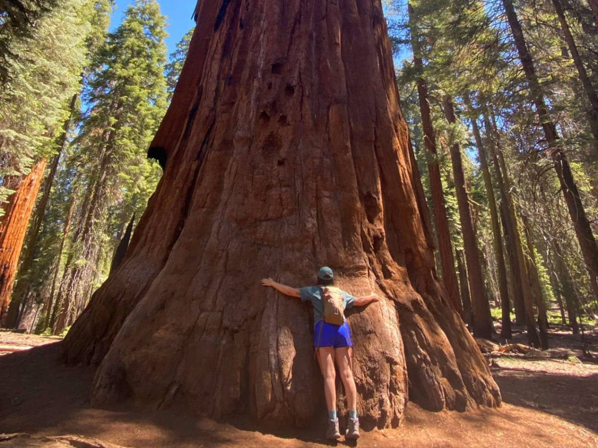 A person hugging the giant sequoia in Sequoia National Park
