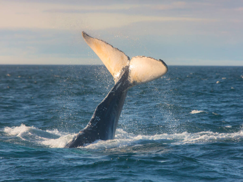 Humpback whale jumping out of the ocean water and splashing seen in Nova Scotia