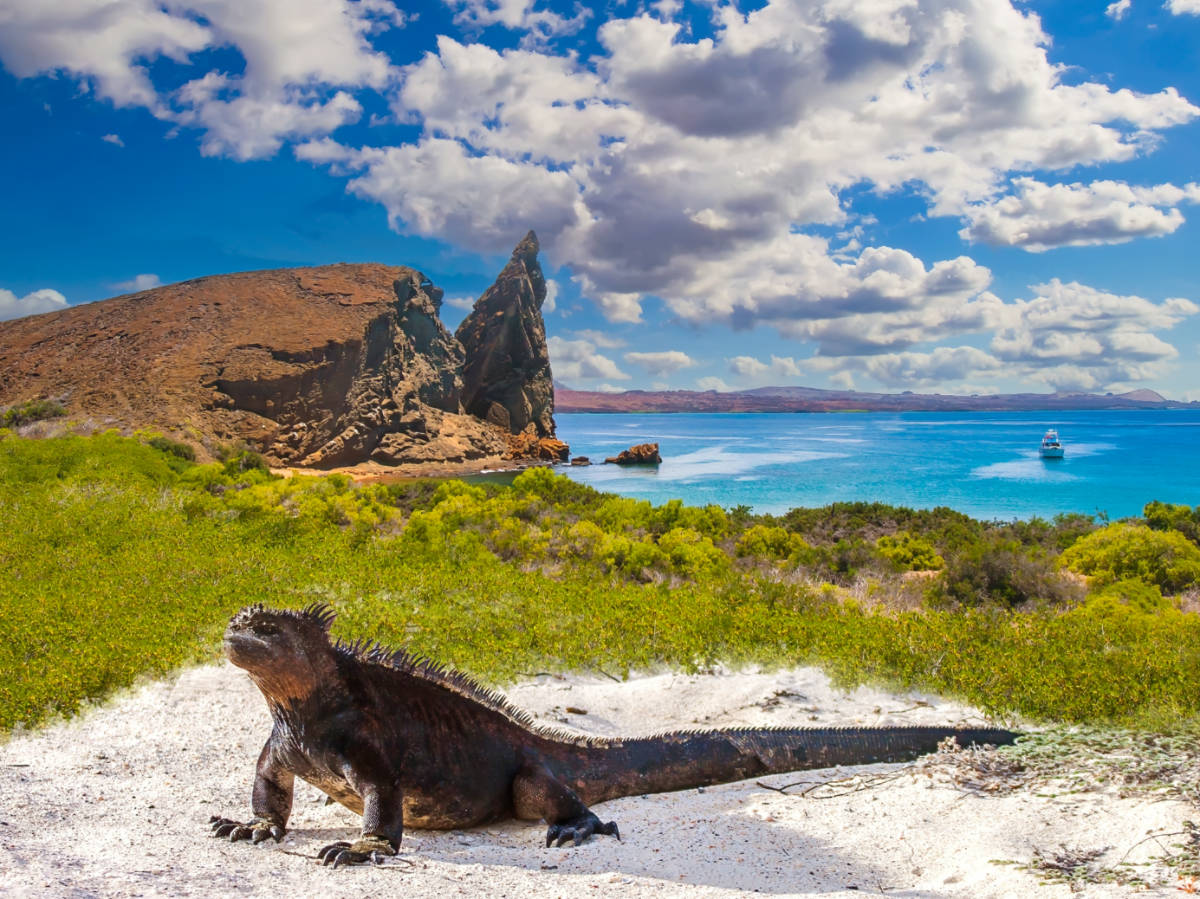 The Marine Iguana with ocean views in the background