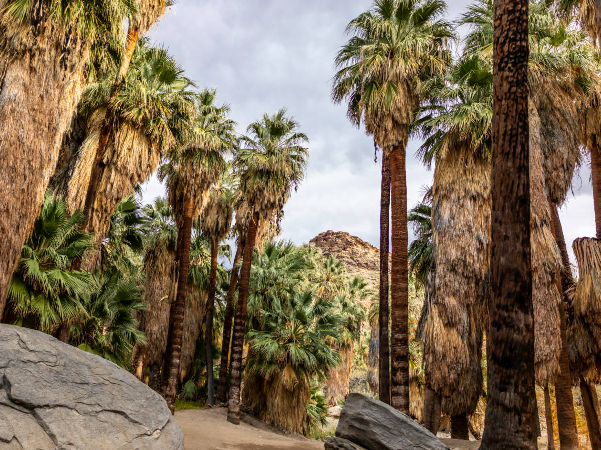 A beautiful view of the Palm Grove in Indian Canyons near Palm Springs, California