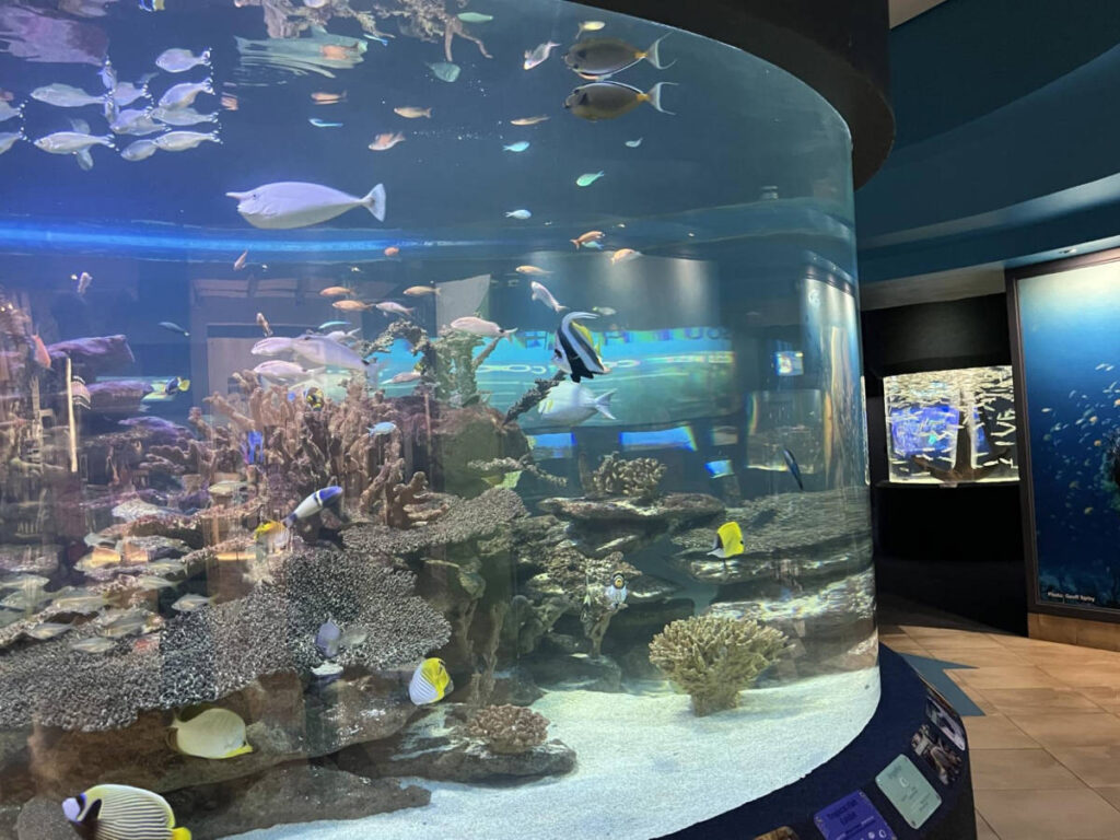 View of the sea creatures in the aquariums in the Two Oceans Aquarium