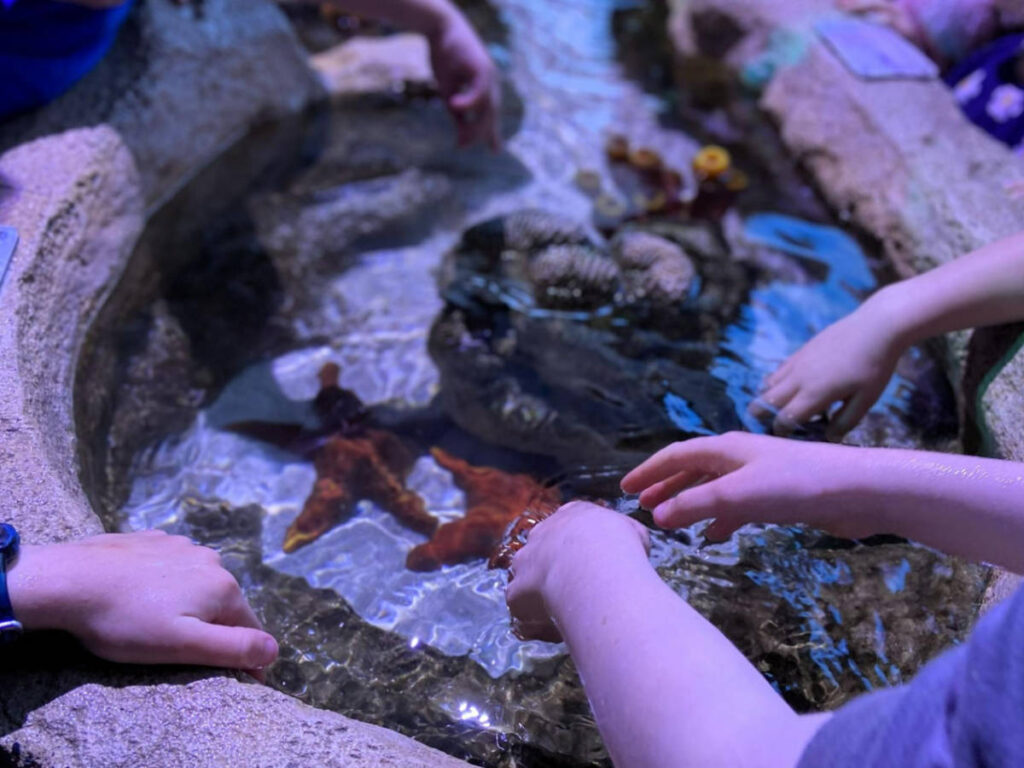Closeup look of the hands of the child on a interactive exhibit at the SEA Life Sydney