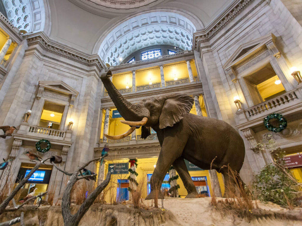 An African elephant displayed inside the Smithsonian National Museum of Natural History
