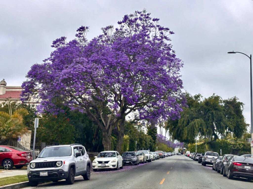 View of the lavender colored Jacaranda trees along a street in LA