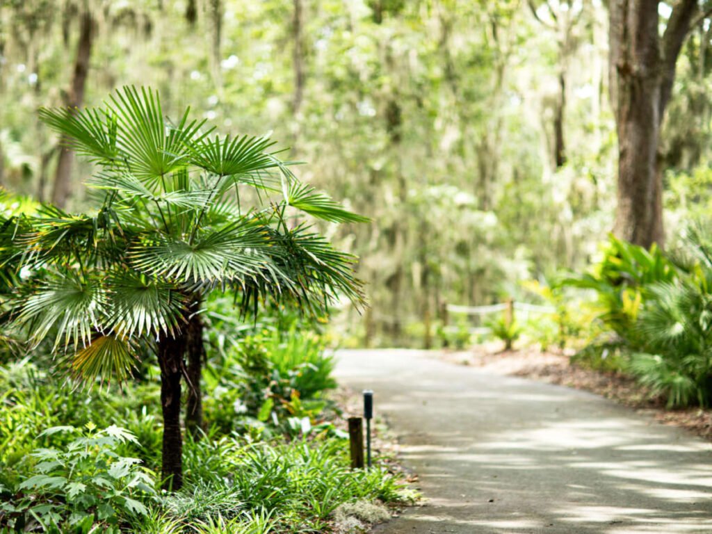View of the greenery around the pathway in Jacksonville Arboretum and Botanical Gardens