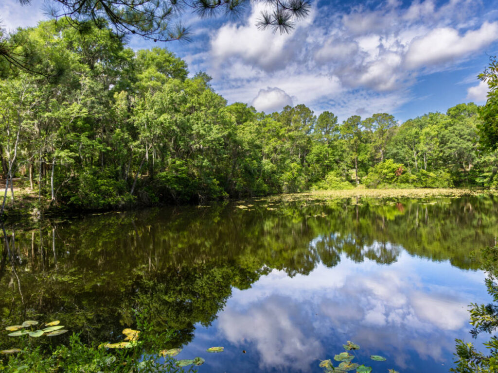 View of the greenery reflecting on the lake at Jacksonville Arboretum and Gardens