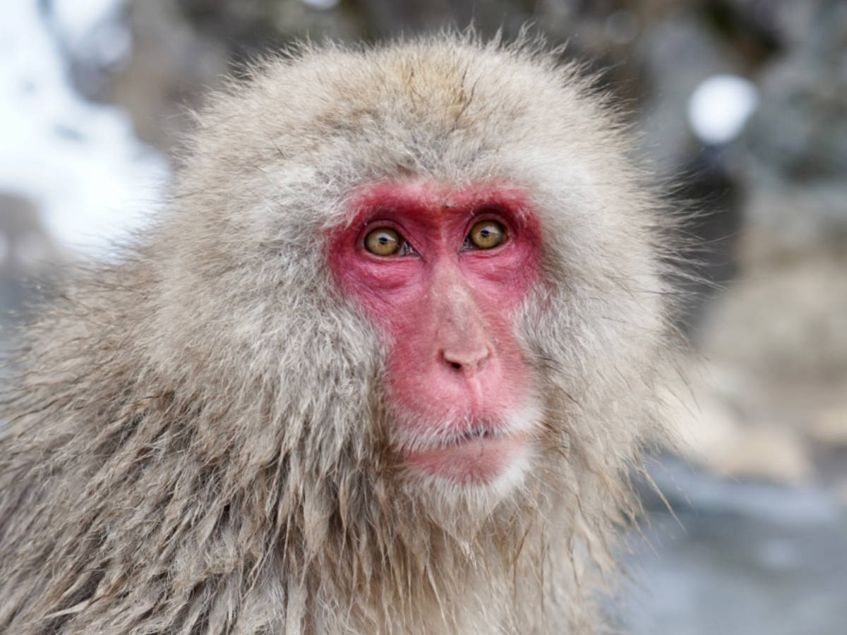 Close up shot of a Japanese Snow Monkey