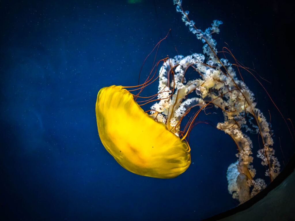A yellow colored Jellyfish on display at the Georgia Aquarium