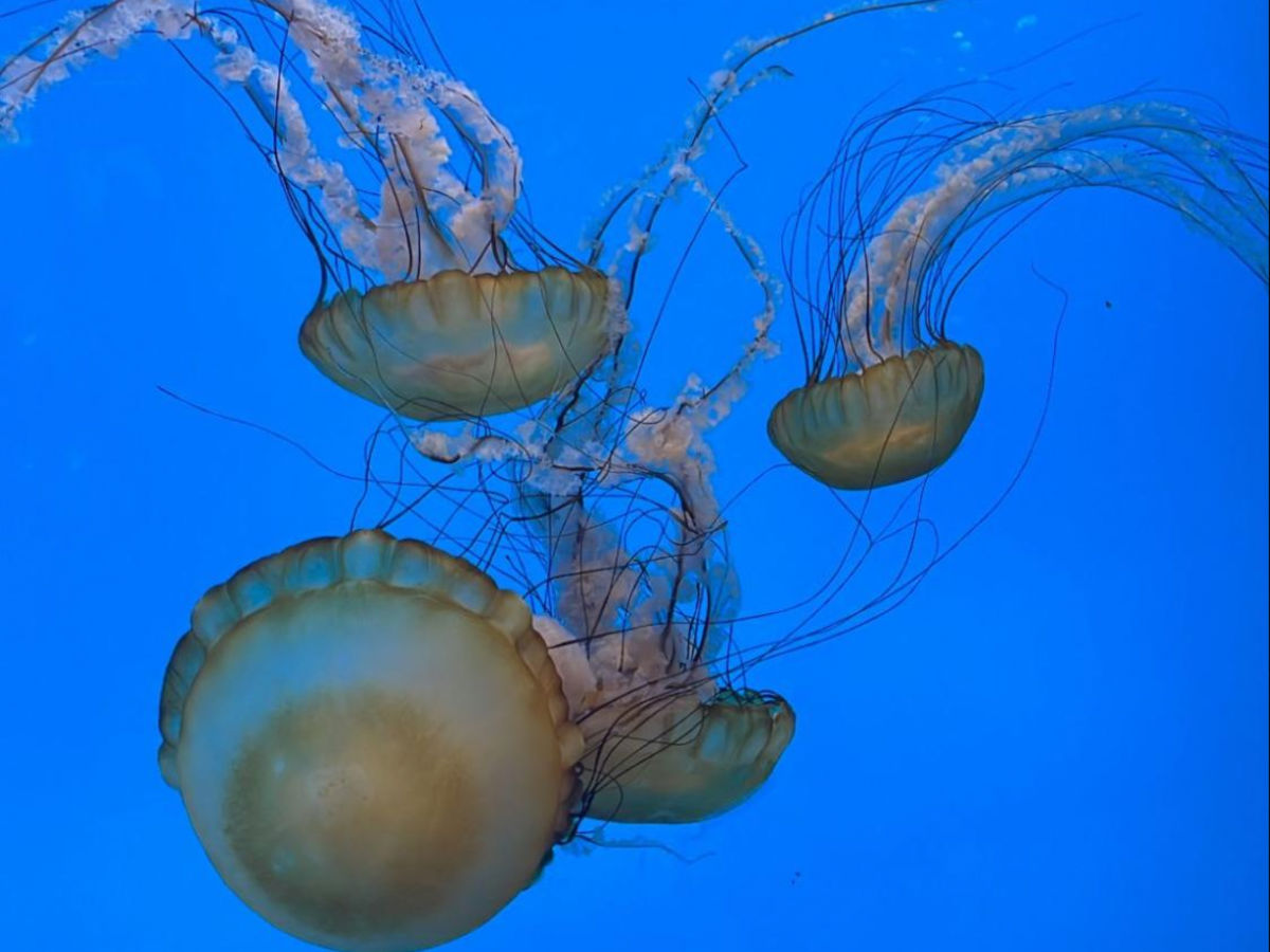 View of the Jellyfish at the National Aquarium