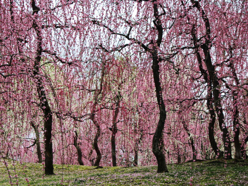 View of cherry blossoms in Jōnangū Shrine in Kyoto