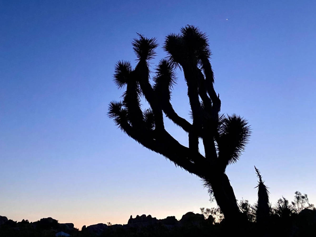Scenic view of the tree against the deep blue sky in Joshua Tree