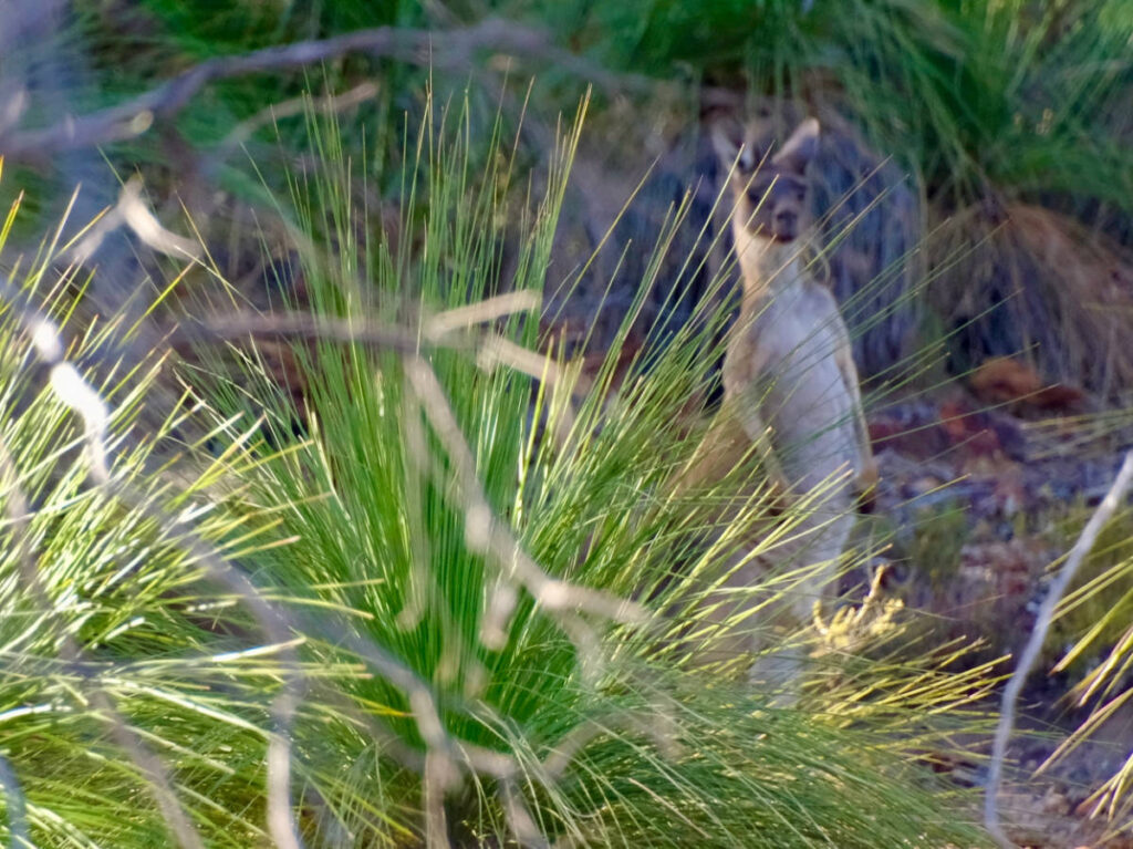 A shy kangaroo peeking through the grass at Kittys Gorge