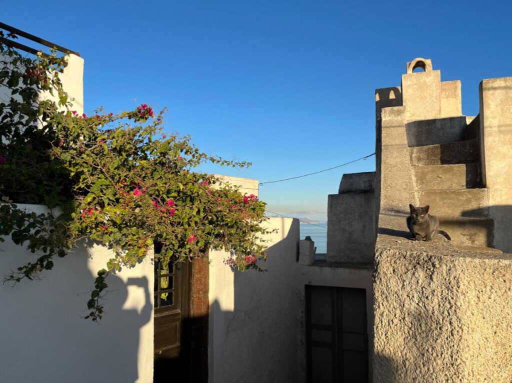 A cat near the Kasteli of Pyrgos