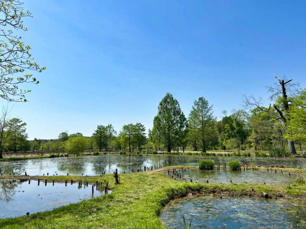 Scenic view of the lush greenery around Kenilworth Aquatic Gardens