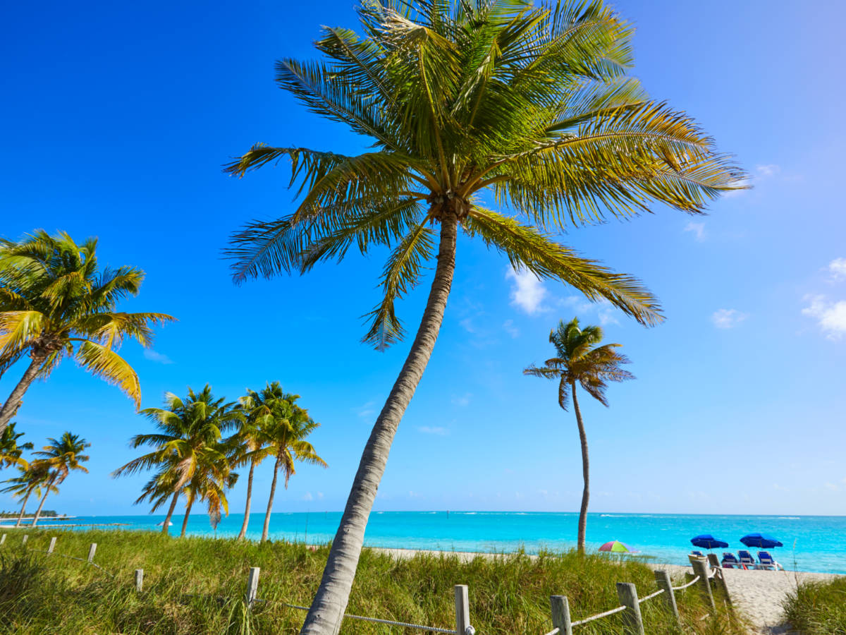 View of the Pathway and palm trees at Smathers Beach
