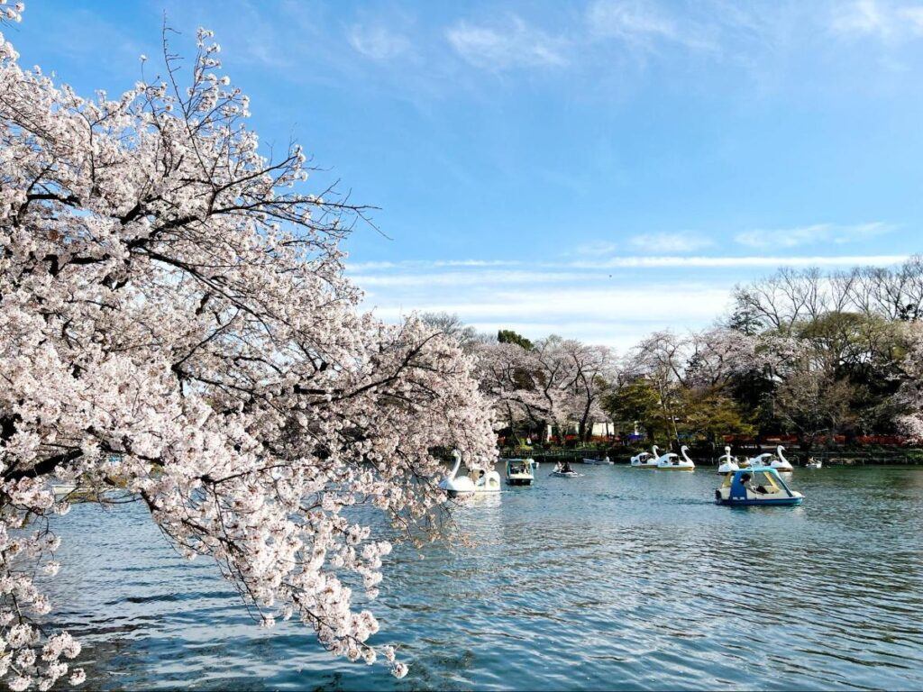 View of swan boats and cherry blossoms at Kichijoji Inokashira Park