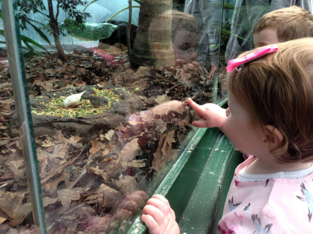 A child pointing at the display in the Wild Life Sydney