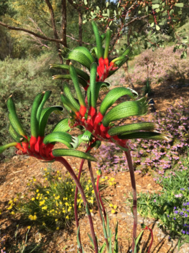 Closeup view of the wildflower in Kings Park