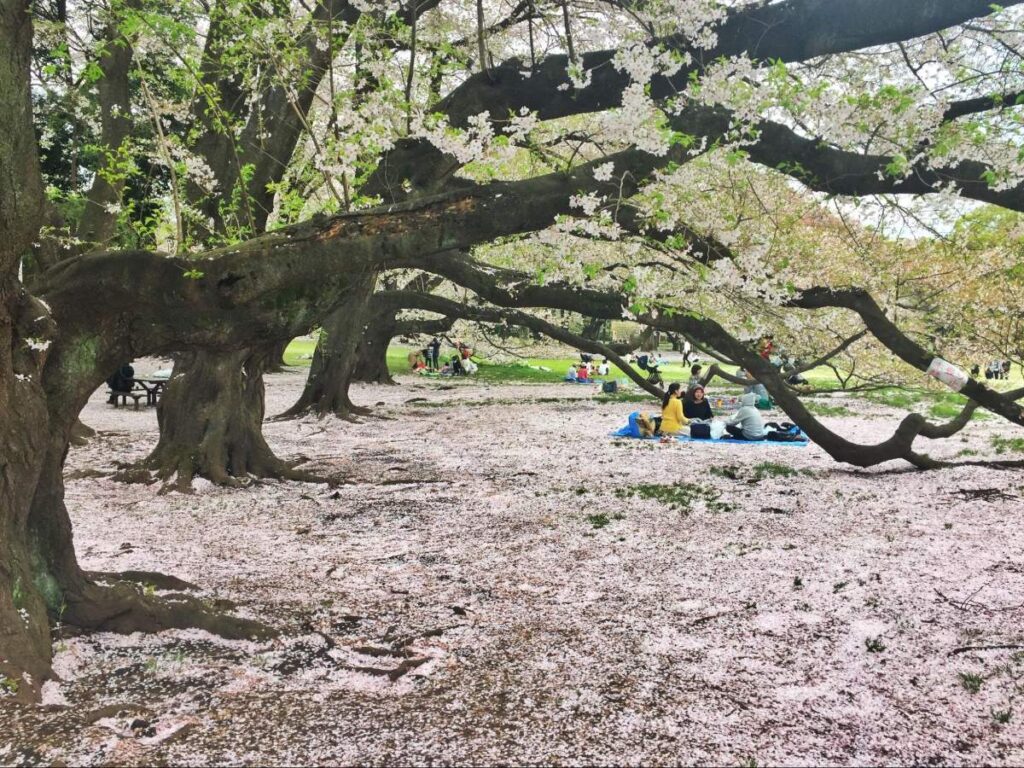 People having a picnic at Kinuta Park covered in cherry blossom petals