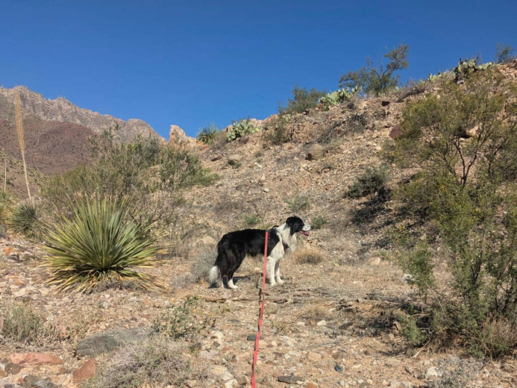 A dog hiking at Knapp Land Nature Preserve