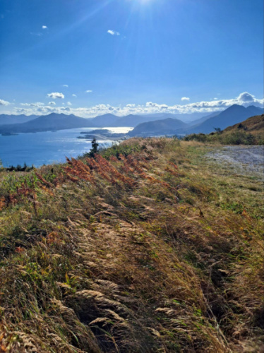 A grassy hill featuring Kodiak’s floral fall colors overlooking the waters