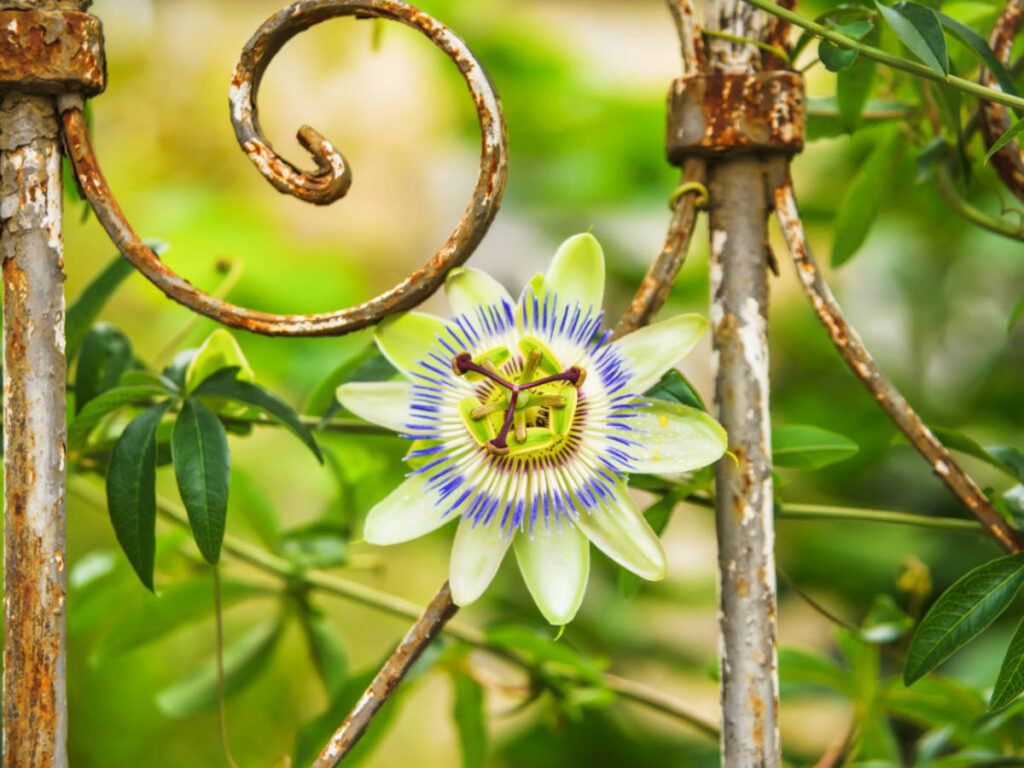 Closeup look of the passion fruit flower