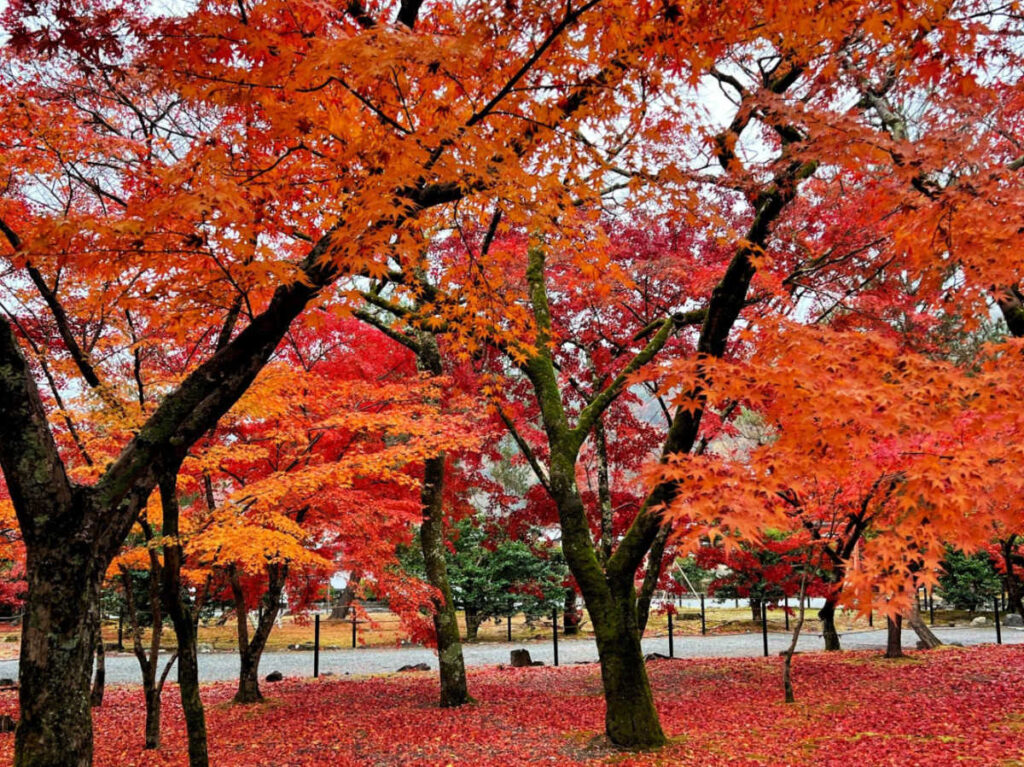 View of the autumn trees  in Kyoto