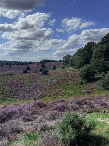 View of the field of heather and greenery around
