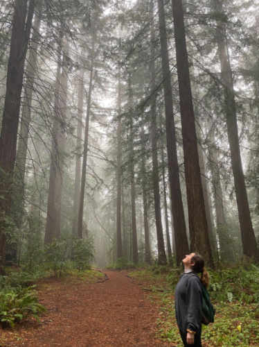 Travel Lemming writer Laura admiring the old-growth redwoods at the Grove of the Old Trees