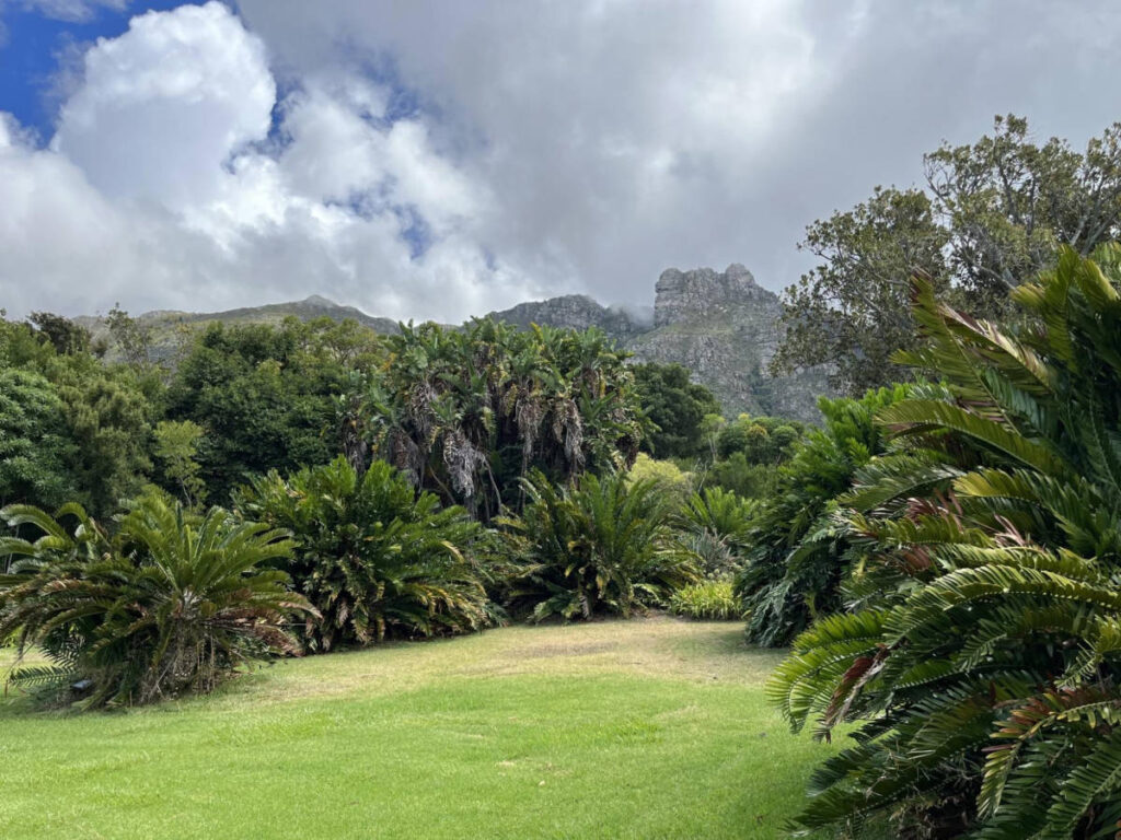 View of the lush lawns at Kirstenbosch Gardens