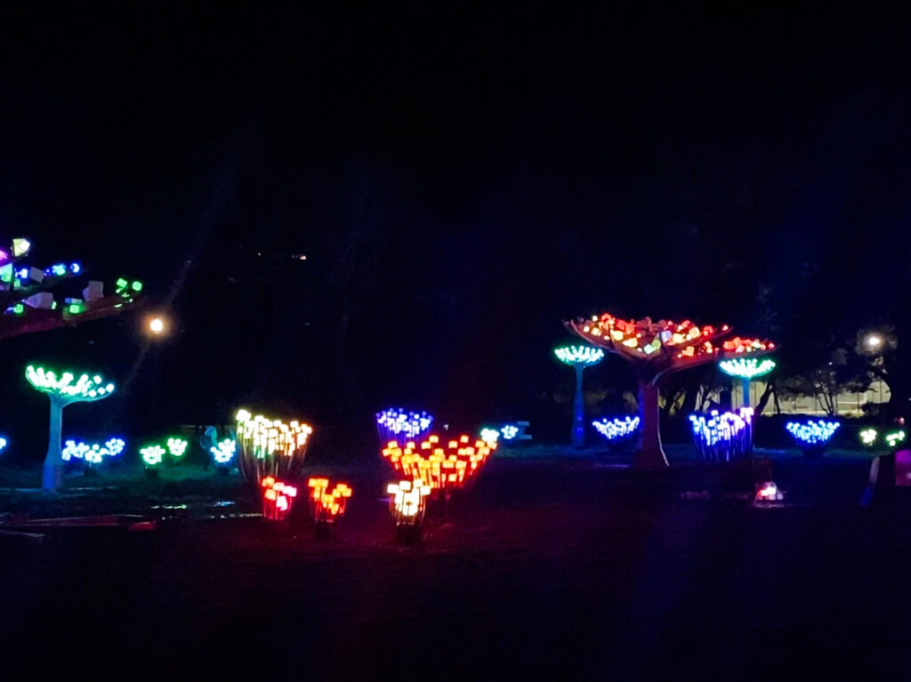 View of the light-up tree sculptures at the Golden Gate Park’s Peacock Meadow at night