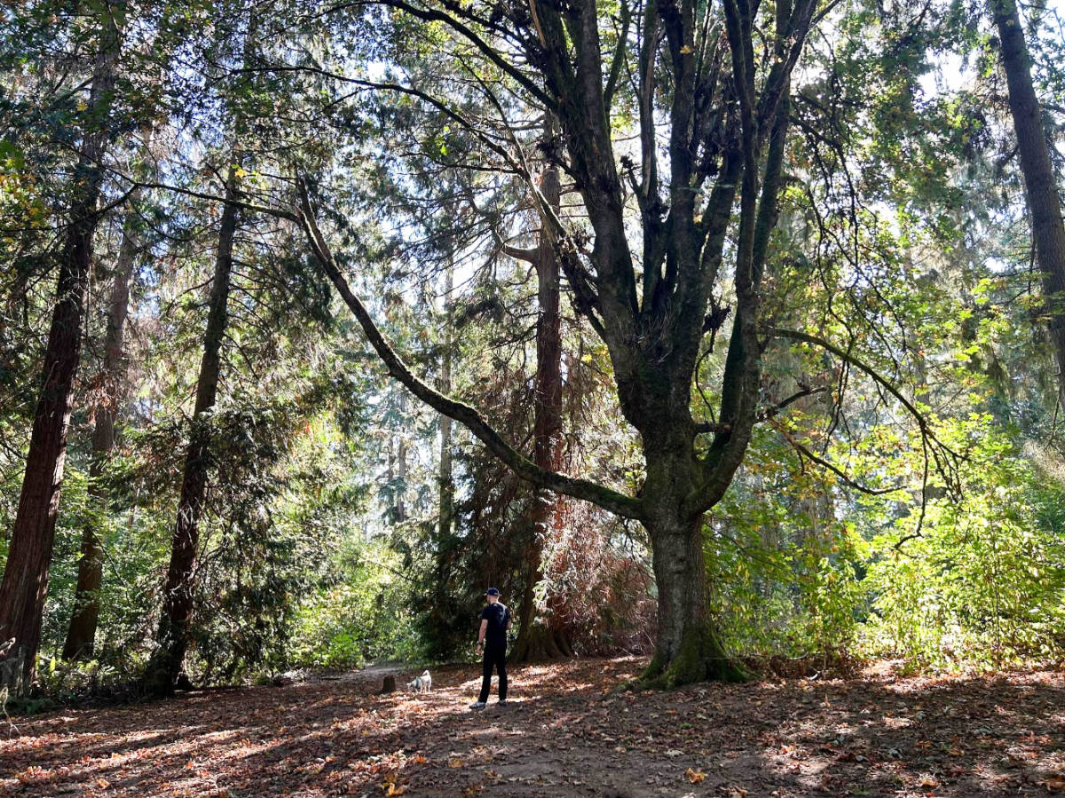 The author's husband and their dogs walking in Lincoln Park