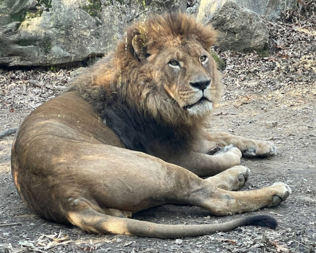A lion lying on the ground in Pistoia Zoo