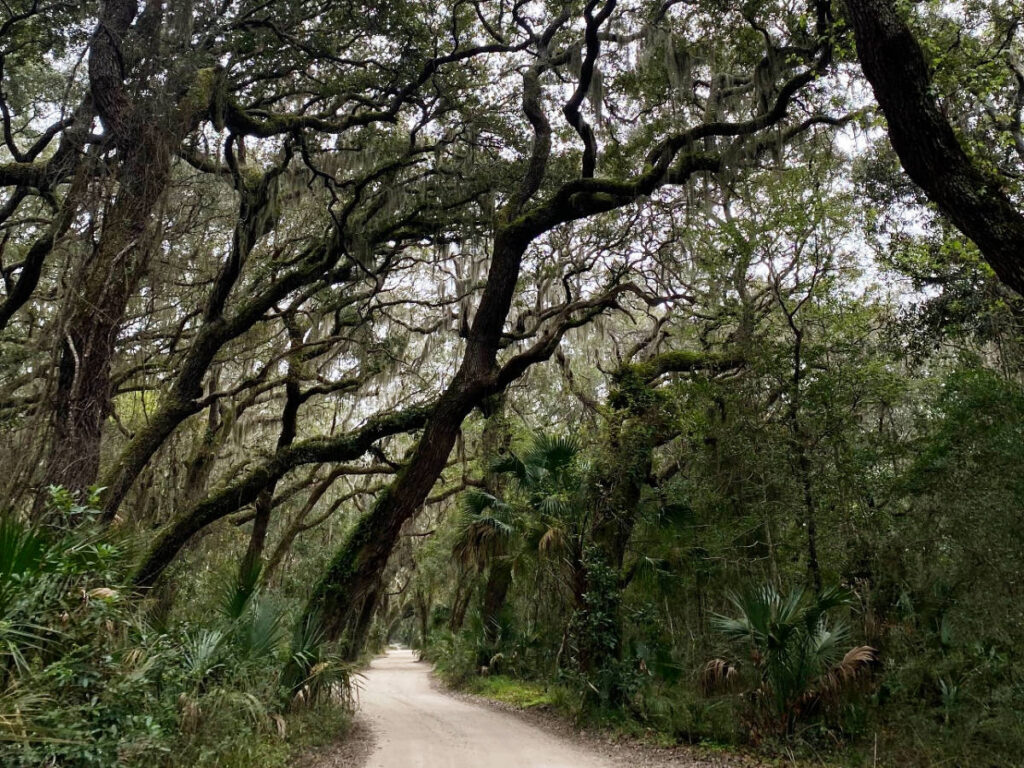A path surrounded by trees in Talbot Island State Parks