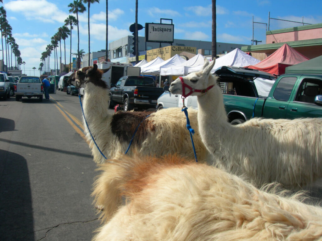 Llamas on the street at Ocean Beach Farmers Market
