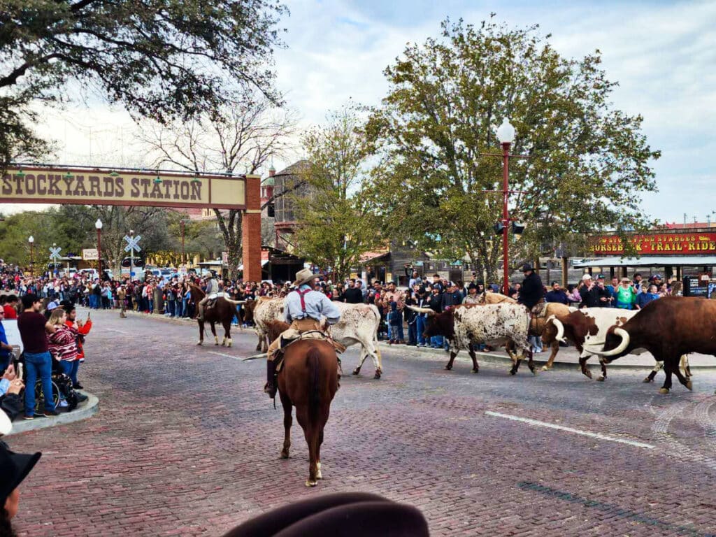 View of the crowd watching the longhorn cattle drive at the Fort Worth Stockyards