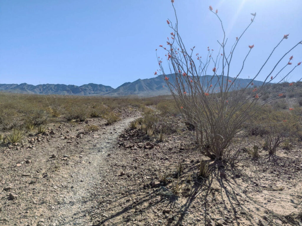 A narrow dirt path through a desert landscape at the Lost Dog Trailhead