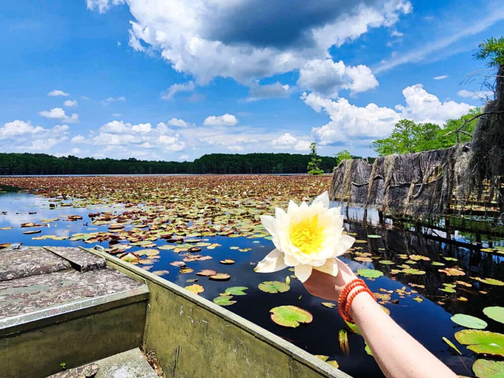 A hand holding a a lotus flower while riding a small boat in the Big Cypress Bayou