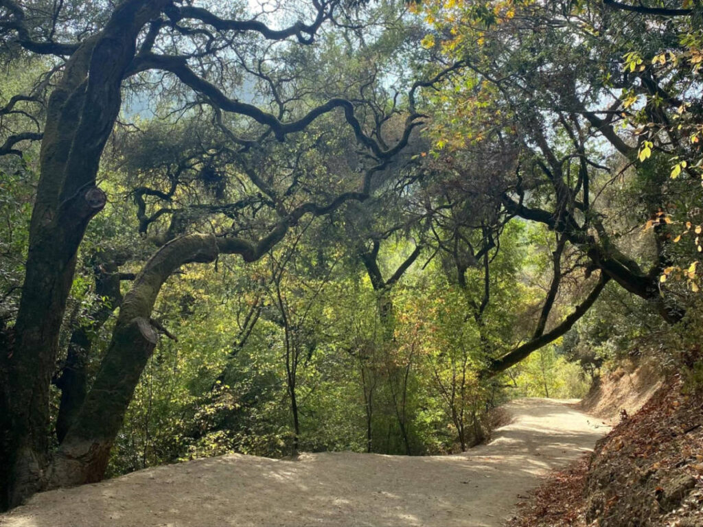 The trees covering the path along the Lower Fire Trail