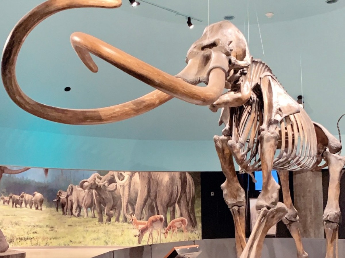 A mammoth skeleton on display at the La Brea Tar Pits