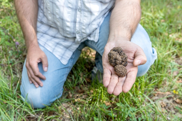 A man holding three truffles