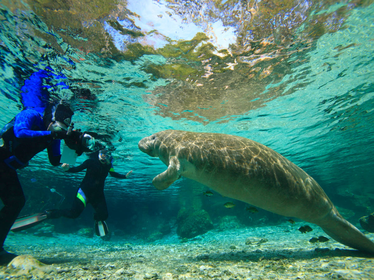 Divers snorkeling with Manatees in Crystal River