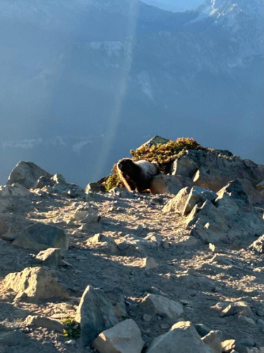 A marmot wandering around in Mount Rainier