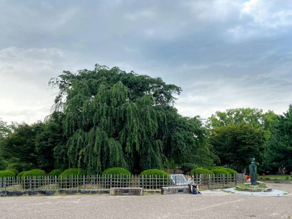 A willow tree in Maruyama Park